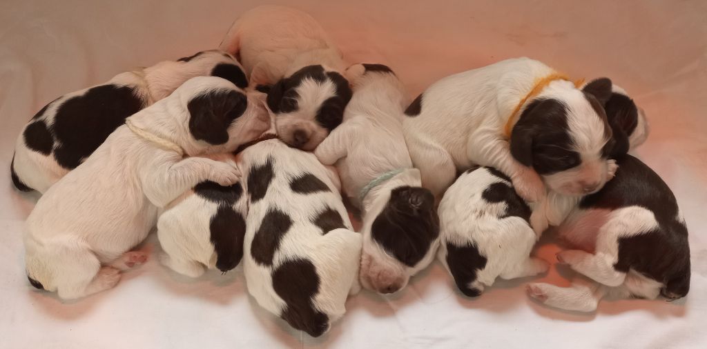 Des Broussailles D'Occitanie - English Springer Spaniel - Portée née le 18/03/2021