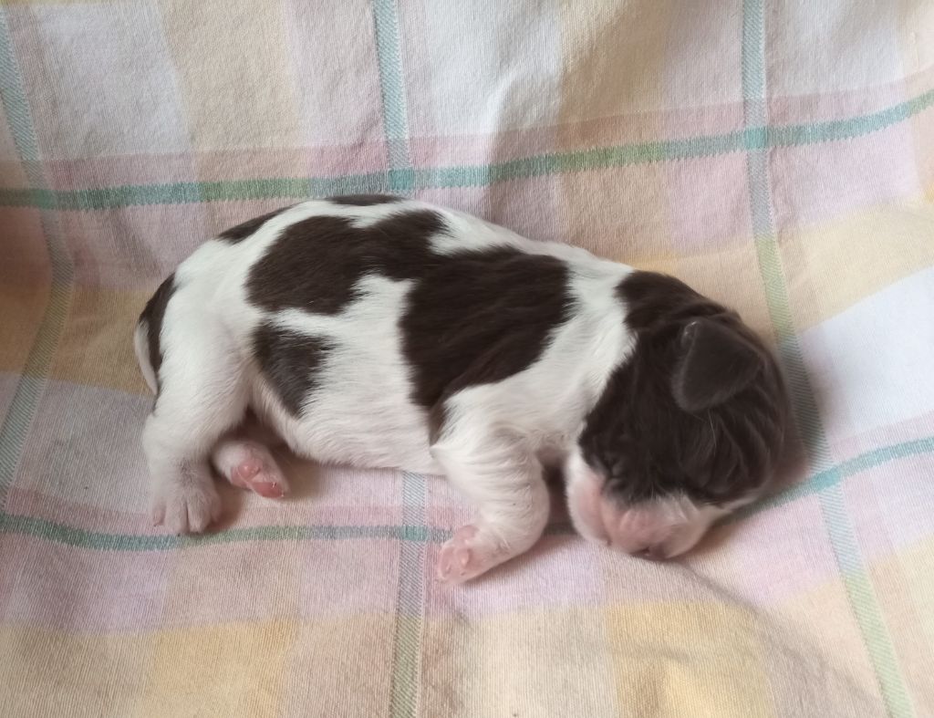 Des Broussailles D'Occitanie - Chiots disponibles - English Springer Spaniel