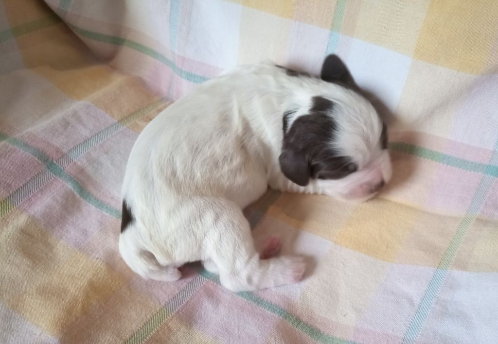 Des Broussailles D'Occitanie - Chiots disponibles - English Springer Spaniel