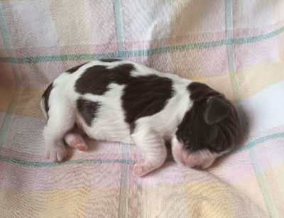 CHIOT 1