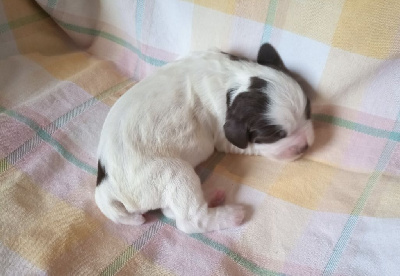 CHIOT 2