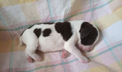 CHIOT 4