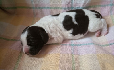 CHIOT 3