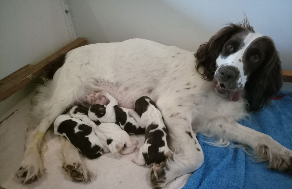 Chiot English Springer Spaniel Des Broussailles D'Occitanie
