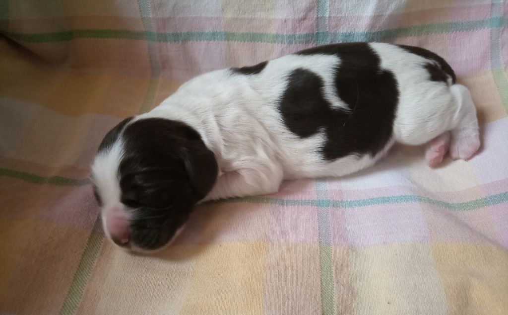 Des Broussailles D'Occitanie - Chiots disponibles - English Springer Spaniel